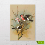 Çift Kuş - Görsel 2