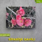 Bahar Tomurcukları - Görsel 3