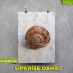 Salyangoz Evi - Görsel 3