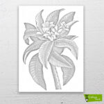 Frangipani Çiçeği çizilmiş tuval