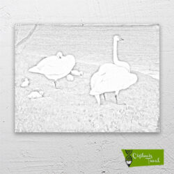 beyaz-kuğular-cizilmis-tuval