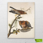 kızıl-atmaca-kuşları-cizilmis-tuval