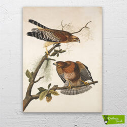 kızıl-atmaca-kuşları-cizilmis-tuval