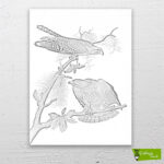 kızıl-atmaca-kuşları-cizilmis-tuval