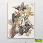 pileli-ağaçkakan-kuşları-cizilmis-tuval