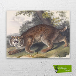 vahşi-kedi-vaşak-cizilmis-tuval-1